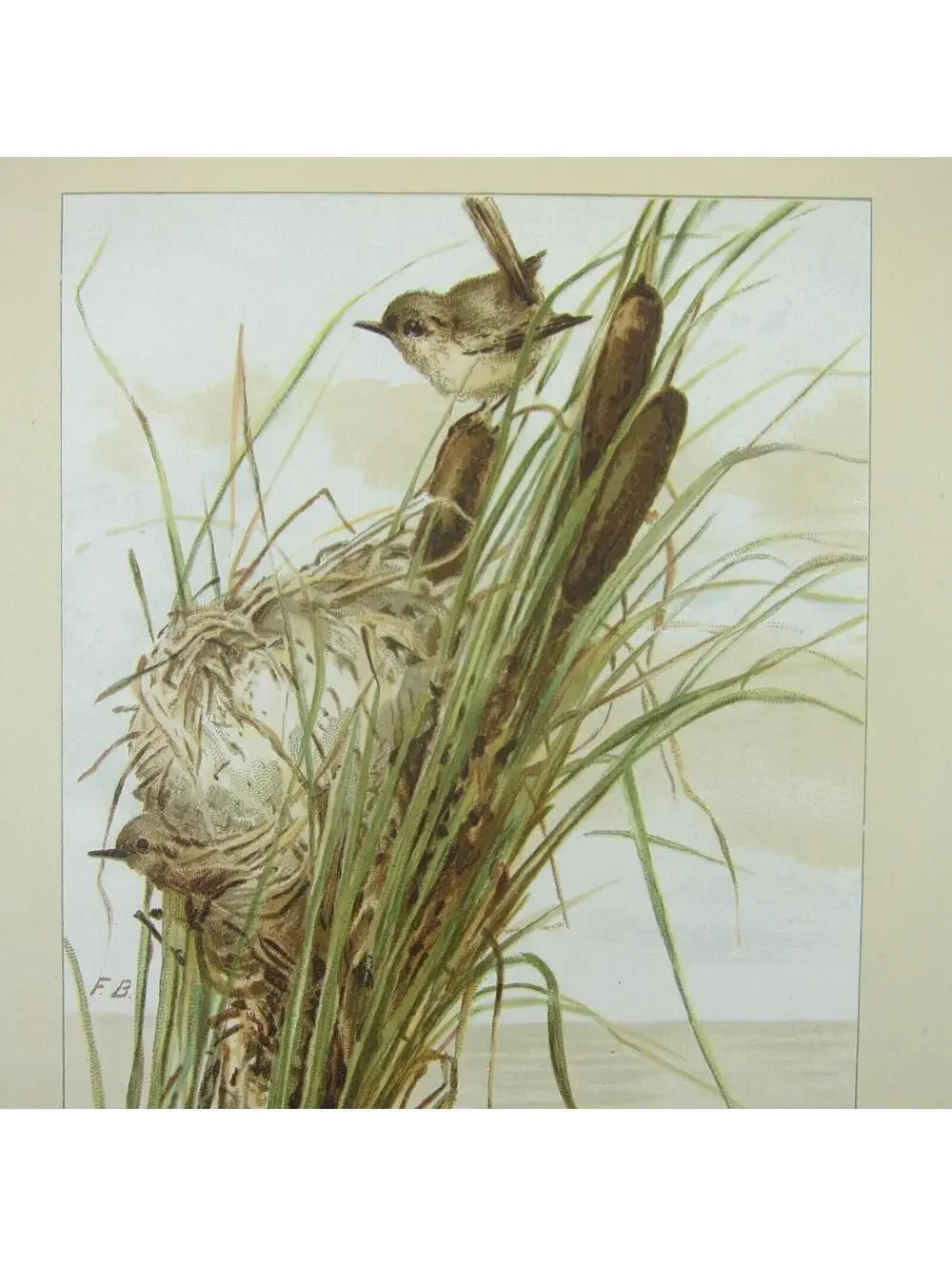 Victorian Easter Greeting Card Birds Nest in Cattails Yellow Green Antique 1884